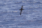 Sooty Shearwater