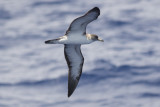 Corys Shearwater