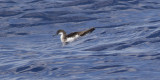 Audubons Shearwater