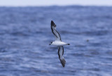 Black-capped Petrel