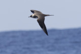 Parasitic Jaeger