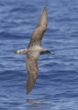 Scopolis (Corys)  Shearwater