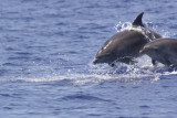 Bottlenose Dolphins