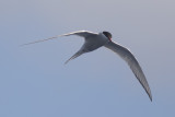 Arctic Tern