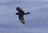 Band-rumped (Grants) Storm-Petrel