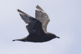 Pomarine Jaeger