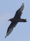 Pomarine Jaeger