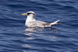 Red-billed Tropicbird