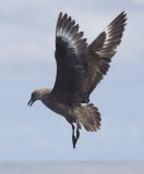 South Polar Skua