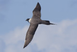 Long-tailed Jaeger