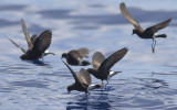 Wilsons Storm-Petrels