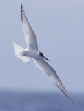 Arctic Tern