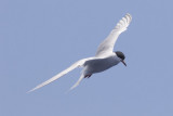 Common Tern