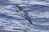 Audubons Shearwater