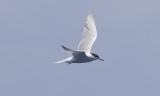 Common Tern