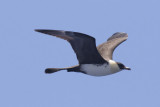 Pomarine Jaeger