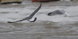 Black-tailed Gull