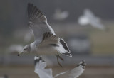 Black-tailed Gull