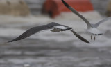 Black-tailed Gull