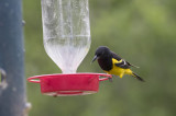 _M4A6828_Scotts Oriole.jpg