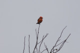 Vermilion Flycatcher