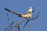 Scissor-tailed Flycatcher