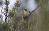 Kirtlands Warbler