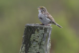 Savannah Sparrow