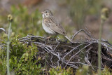 Vesper Sparrow