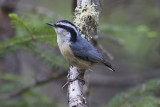 Red-breasted Nuthatch