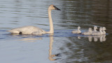 Trumpeter Swans