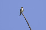 Olive-sided Flycatcher