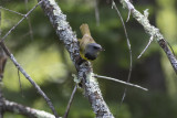 Mourning Warbler