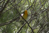 Blackburnian Warbler