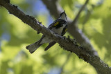 Yellow-rumped Warbler