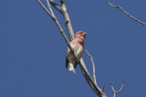 Purple Finch