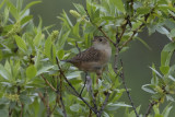 Sedge Wren