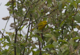Yellow Warbler