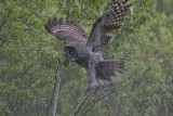 Great Gray Owl
