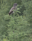 Great Gray Owl
