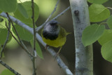 Mourning Warbler