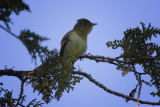 Yellow-bellied Flycatcher