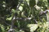 Yellow-bellied Flycatcher
