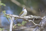 Tennessee Warbler