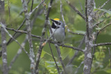 Golden-winged Warbler
