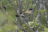 American Redstart