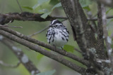 Black-and-white Warbler