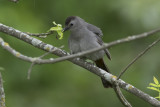 Gray Catbird