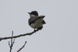 Eastern Kingbird