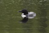 Common Loon